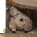 Where do rodents hide?