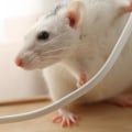 Do ultrasonic pest repellers really work?