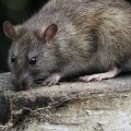 What is the best method to control rats why?