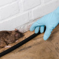 Why Delaying Rodent Removal Leads to Expensive HVAC Service Calls