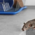 What kills rodents fast?