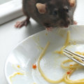 What is the most effective method of controlling rodent insects and pest?