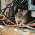 How to Handle Rodent Issues Around Electrical Installations