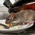 What is control of rodents?