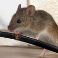 How much does it cost to have mice removal?