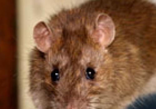 How do i control a rodent infestation?