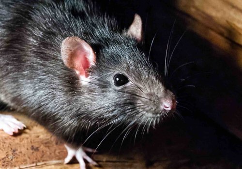 How rodents can be controlled at home?