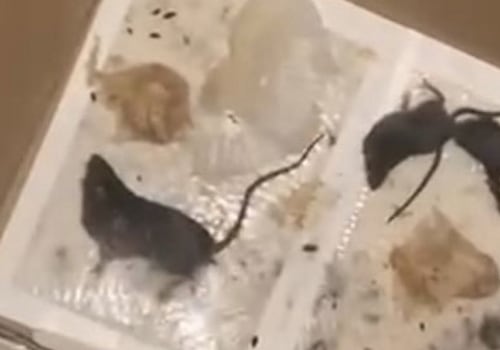Where to report rodent infestation?