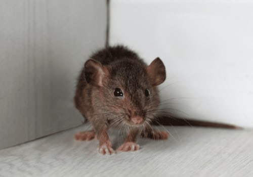 What are the six signs of rodent infestation?