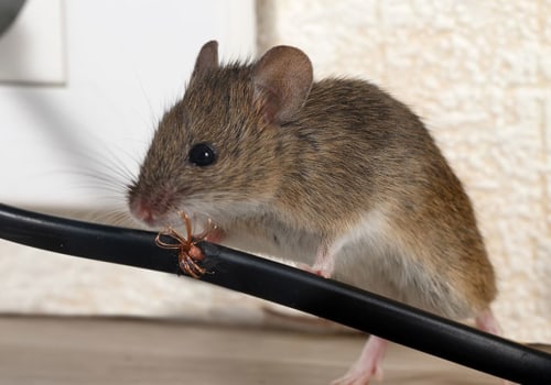 What is the best rodent control?