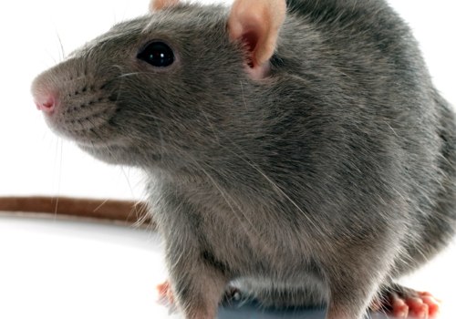 What is the most effective rodent control?