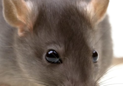 How do you get rid of rodents effectively?