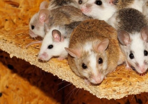 What is the best way to stop rodent infestation and how would you do it?