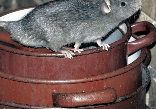 How long does it take to get rid of a rodent infestation?