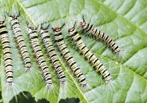 How can we reduce pests?