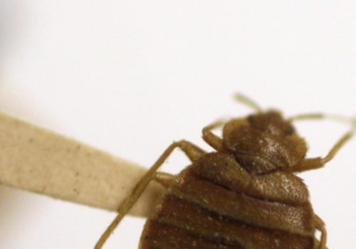 Do electromagnetic waves really repel pests?