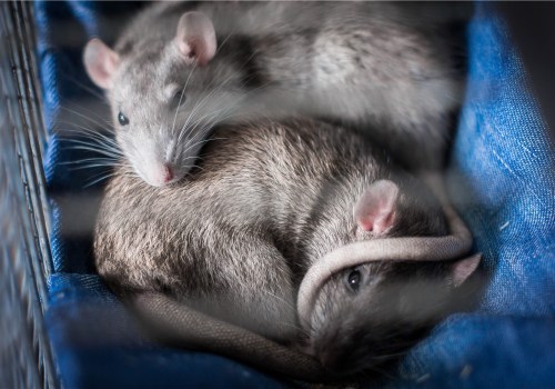 Rodent Infestations In The Heart Of DC: How Professional Pest Control Can Save Your Home