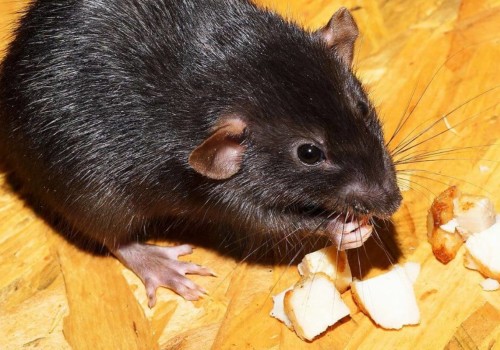 How do you treat a rodent infestation?