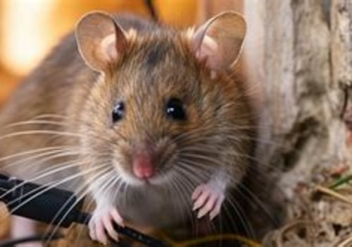 How Rodent Removal Helps Ensure a Smooth Moving Experience
