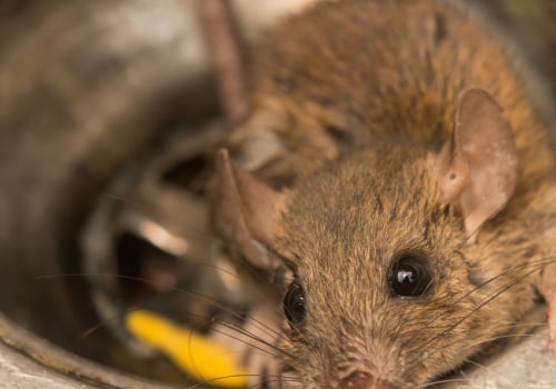 Who to call for dead rodent removal?