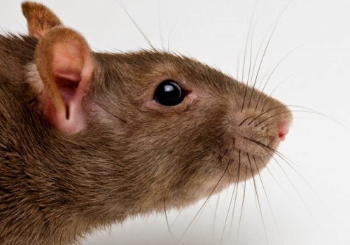 Rodent Removal Services In Calgary: What To Expect And How To Choose The Best Provider