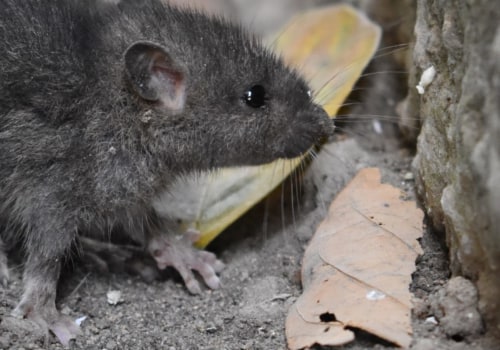 How do you know if you have a rodent infestation?
