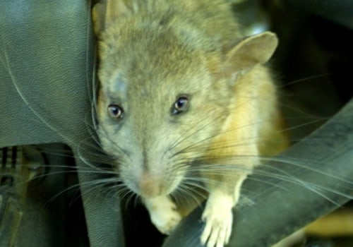 Rodent removal from car?