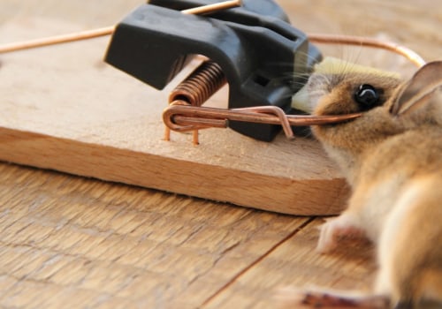 When to call a rodent exterminator?