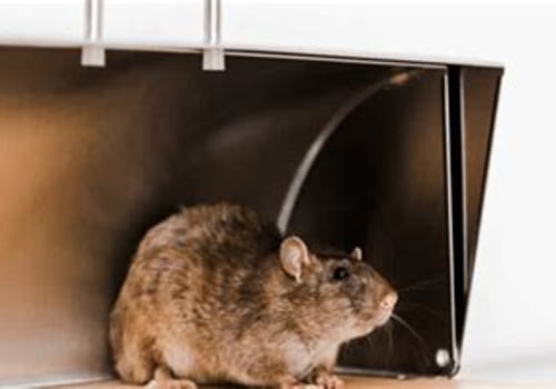 Why Rodent Removal Matters for Protecting Home Infrastructure