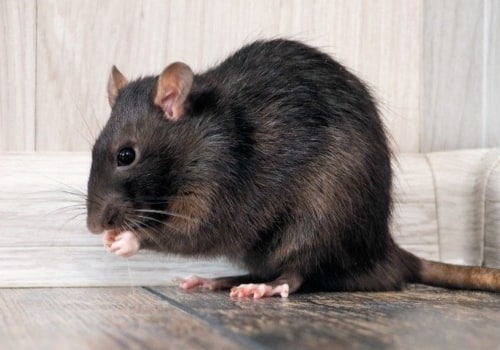 How do you stop a rodent infestation?