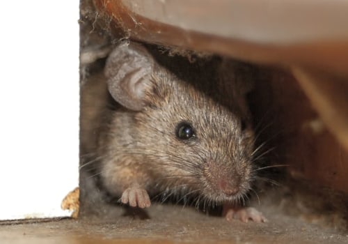Where do rodents hide?