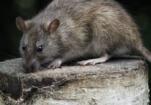 What is the best method to control rats why?