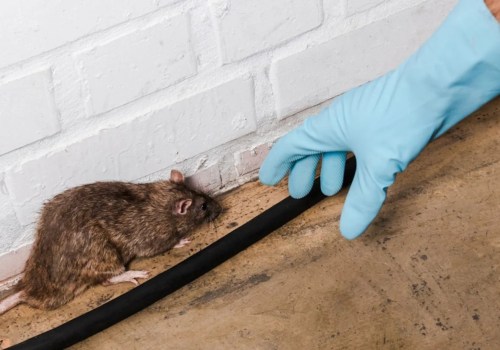 Why Delaying Rodent Removal Leads to Expensive HVAC Service Calls