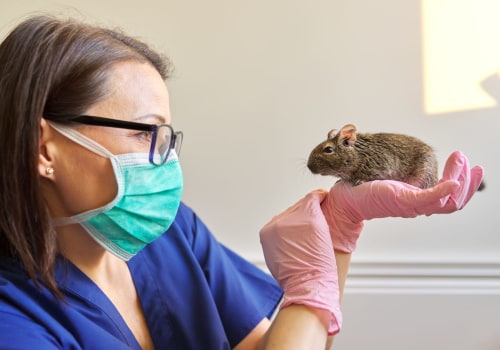Perks Of Hiring A Reliable Rodent Removal Service Provider For Rodent Removal In Anaheim