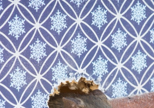 How do you know if a rodent is in your house?