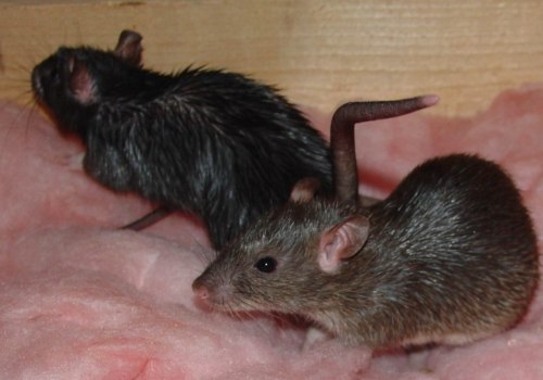 What are 3 ways to effectively control rodents?