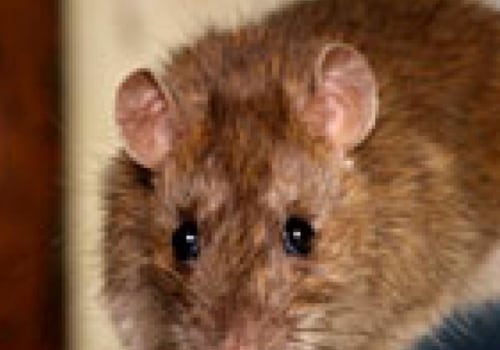 How do you know if a rodent is gone?